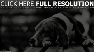 Dog laying wooden bench head - a wooden bench free wallpaper