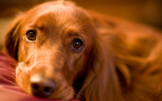Dog laying on bed pillow - a close up of a dog free wallpaper