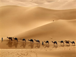 Camels desert sand dunes footprints - a desert landscape free wallpaper