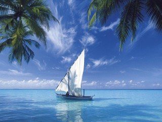 Sailboat ocean palm trees blue 2 - a sailboat free wallpaper