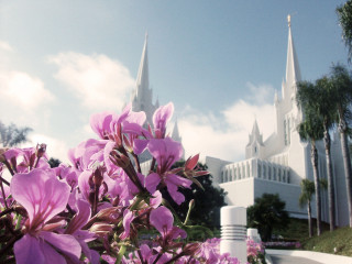Purple flowers church steeple white - a white fence free wallpaper for desktop