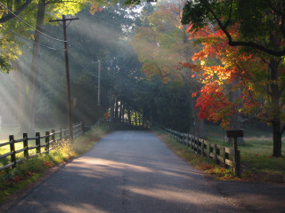 Road fence trees leaves light - radiant free wallpaper