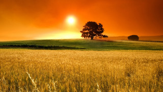 Field grass tree red sky - a tree in the distance free wallpaper