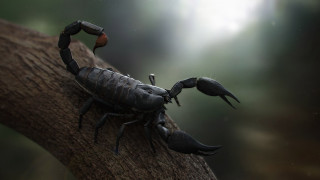 Scorpion tree branch claws crab - a crab free wallpaper