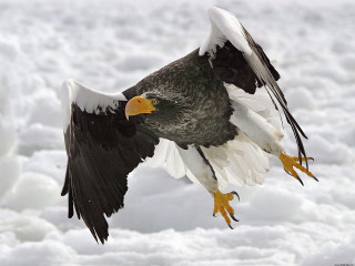 Large bird flying snow covered 2 - ground free wallpaper