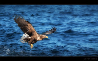 Bird flying ocean wings spread 2 - over the ocean free wallpaper