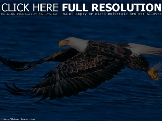 Bald eagle flying ocean landing - over the ocean free wallpaper