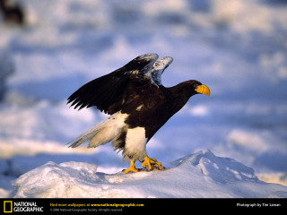 Bald eagle wings spread perched - bald free wallpaper