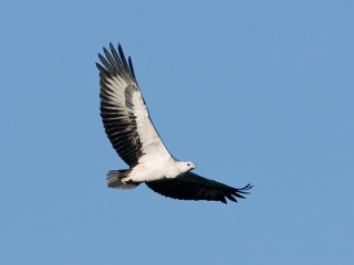 Large bird flying blue sky 12 - upper body free wallpaper