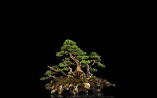 Bonsai tree dark background black - mingei free wallpaper