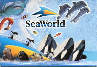 Animals surfboard seaworld dolphins group - a picture of a group free wallpaper