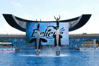 Orca jumping pool pepsi billboard - felixkelly free wallpaper