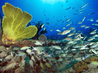 Fish coral reef leafy plant 4 - underwater free wallpaper for desktop