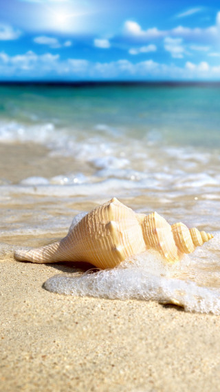 Shell beach blue sky ocean - free beach wallpaper for mobile