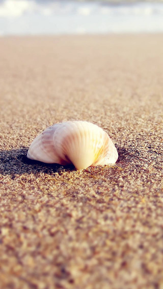 Shell beach ocean wave photorealism - free beach wallpaper for mobile