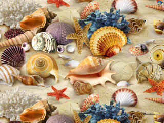 Seashells starfish beach sand water - digital painting free wallpaper for desktop