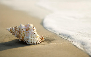 Shell beach water wave sand - beach free wallpaper for desktop