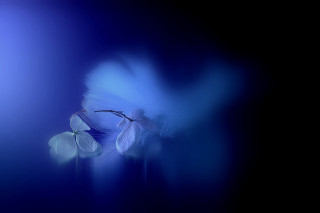 Blue flower blurry background art - a blurry image free wallpaper for desktop