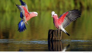 Birds post water flying away - elizabeth durack free wallpaper