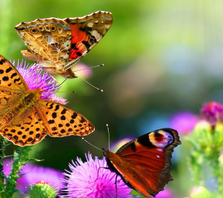 Three butterflies flower sunlight blurry 2 - free flowers wallpaper for tablet
