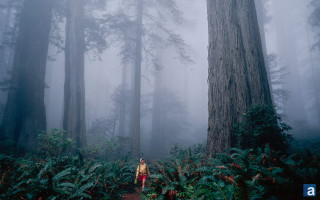 Person walking foggy forest tall - free forest wallpaper