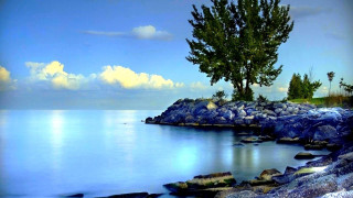 Tree rocky shore ocean blue - blue water free wallpaper