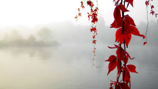 Tree branch red leaves water 2 - fog in the background free wallpaper