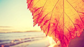 Leaf water sunset autumn ocean - sunrise time free wallpaper