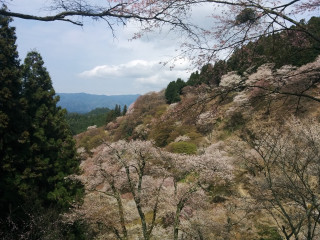 Mountain trees flowers cloudy sky - a view of a mountain free wallpaper