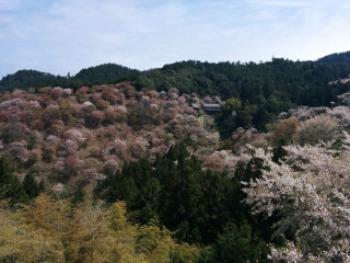 Forest cherryblossoms tiltshift house scenery - lot of trees free wallpaper