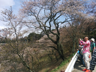 People bridge river trees blossoms - panoramic free wallpaper