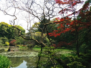 Autumn pond trees flowers impressionist - a park area free wallpaper