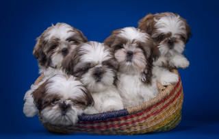 Small dogs basket blue background - a blue background behind them free wallpaper