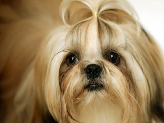 Dog bow sad look camera - head and shoulders portrait free wallpaper