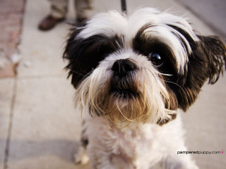 Small dog black white face 2 - a small dog free wallpaper for desktop
