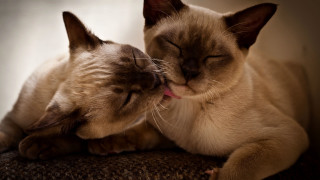 Cat licking cat face couch - colored free wallpaper