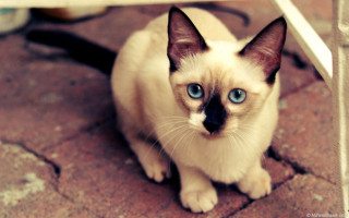 Blue eyes cat under table - a brick floor free wallpaper