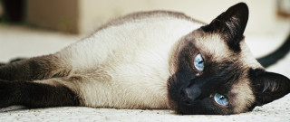 Siamese cat blue eyes curious - a curious look free wallpaper