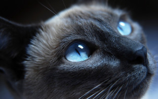Cat closeup blue eyes black - a white spot free wallpaper