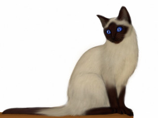 Cat blue eyes serious look 3 - a table top free wallpaper