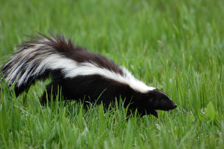 Striped skunk walking grassy field - an illustration of free wallpaper