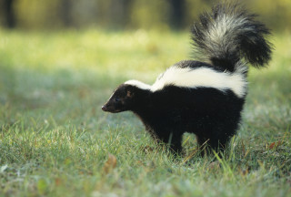Skunky animal walking grassy field - the background and sunlight free wallpaper