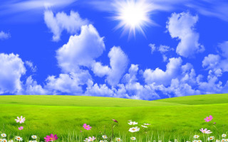 Field flowers blue sky clouds - blue sky free wallpaper for desktop