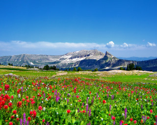 Field of flowers mountain blue - field free wallpaper for desktop