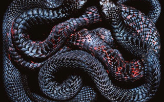 Snake curled spiral black background 2 - a snake free wallpaper