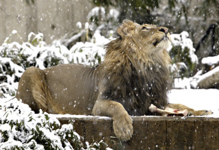 Lion snow eating food looking - a piece of food free wallpaper