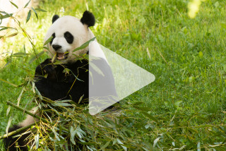 Panda bear eating bamboo field - emperor huizong of song free wallpaper