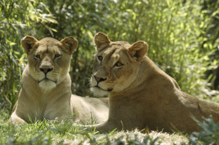 Two lions sitting grass near - charlotte nasmyth free wallpaper