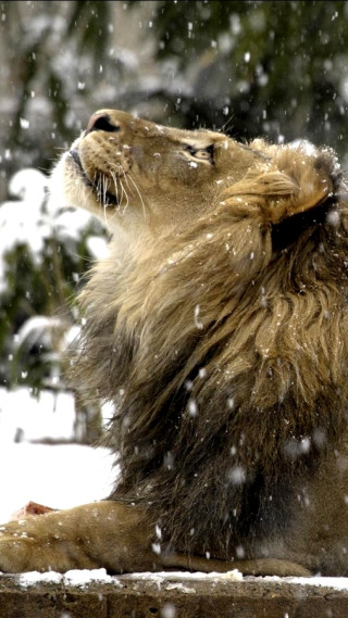 Lion snow looking up mouth - its mouth open free wallpaper for mobile