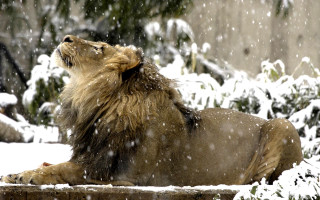 Lion laying snow mouth open - majestic free wallpaper